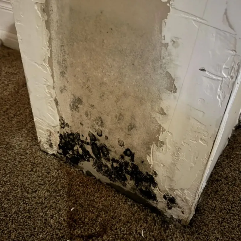 Professional Mold Removal in Sandoval, IL